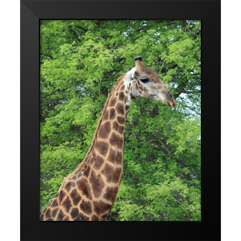 Giraffe II Black Modern Wood Framed Art Print by Underdahl, Dana