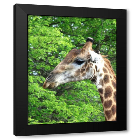 Giraffe III Black Modern Wood Framed Art Print with Double Matting by Underdahl, Dana
