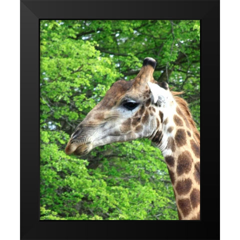 Giraffe III Black Modern Wood Framed Art Print by Underdahl, Dana