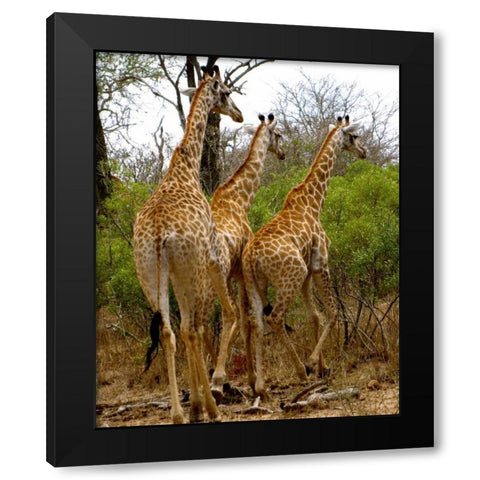 Giraffe Walk II Black Modern Wood Framed Art Print by Underdahl, Dana