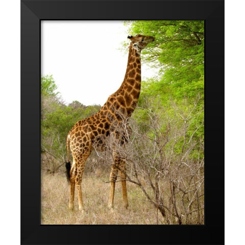 Giraffe Walk III Black Modern Wood Framed Art Print by Underdahl, Dana