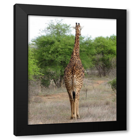 Giraffe Walk IV Black Modern Wood Framed Art Print with Double Matting by Underdahl, Dana
