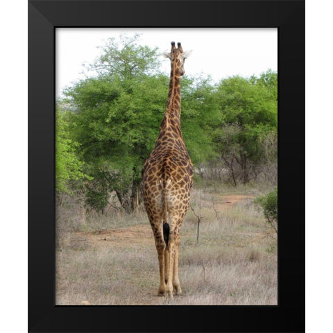 Giraffe Walk IV Black Modern Wood Framed Art Print by Underdahl, Dana