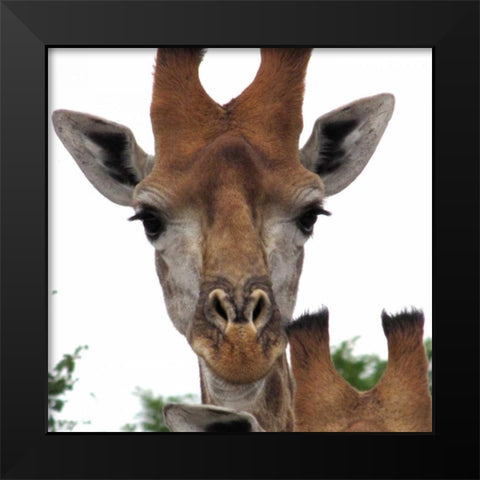 Giraffe Portrait I Black Modern Wood Framed Art Print by Underdahl, Dana