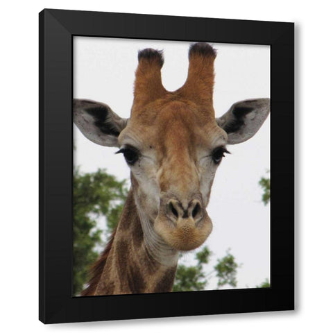 Giraffe Portrait III Black Modern Wood Framed Art Print with Double Matting by Underdahl, Dana