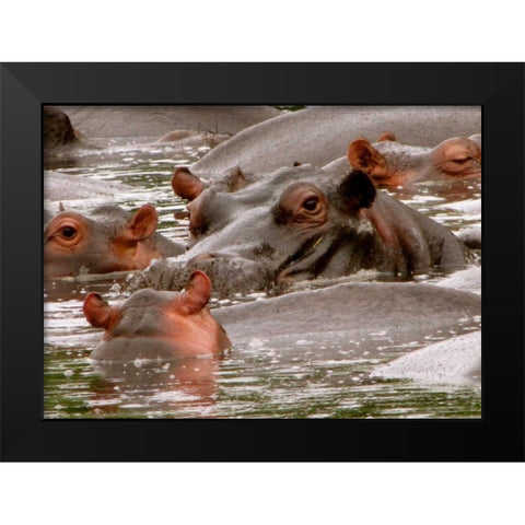 Hippo II Black Modern Wood Framed Art Print by Underdahl, Dana