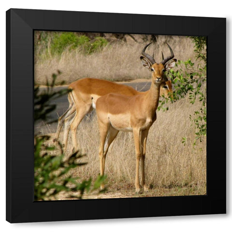 Impala III Black Modern Wood Framed Art Print with Double Matting by Underdahl, Dana