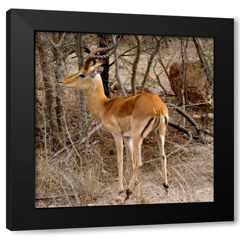 Impala V Black Modern Wood Framed Art Print by Underdahl, Dana