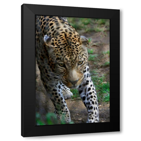 Leopard I Black Modern Wood Framed Art Print by Underdahl, Dana