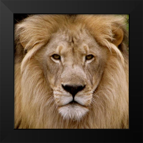 Male Lion Black Modern Wood Framed Art Print by Underdahl, Dana