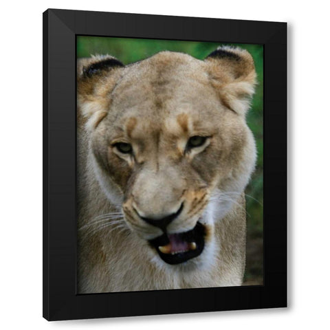 Lion II Black Modern Wood Framed Art Print by Underdahl, Dana