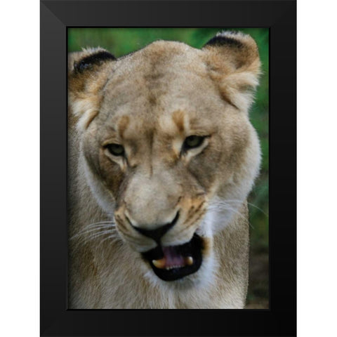 Lion II Black Modern Wood Framed Art Print by Underdahl, Dana