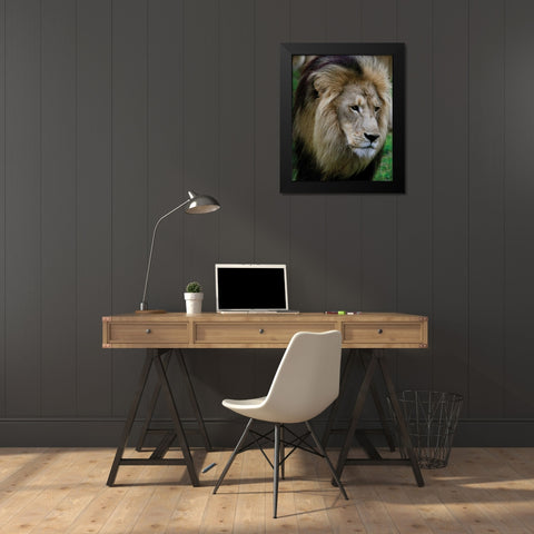 Lion III Black Modern Wood Framed Art Print by Underdahl, Dana