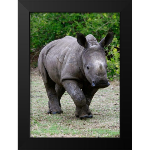 Rhino IV Black Modern Wood Framed Art Print by Underdahl, Dana
