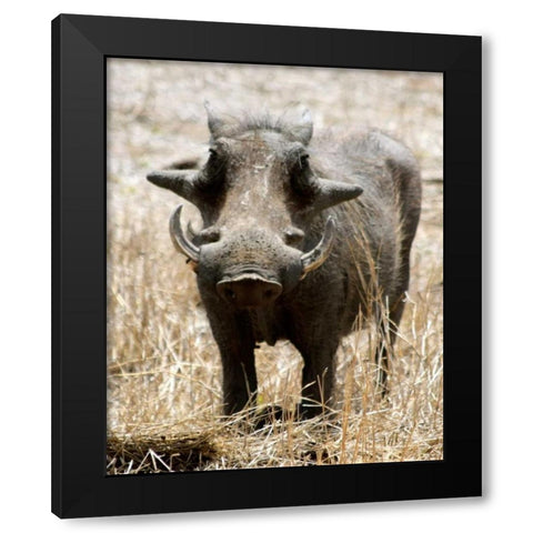 Warthog Black Modern Wood Framed Art Print by Underdahl, Dana