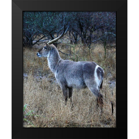 Waterbuck I Black Modern Wood Framed Art Print by Underdahl, Dana