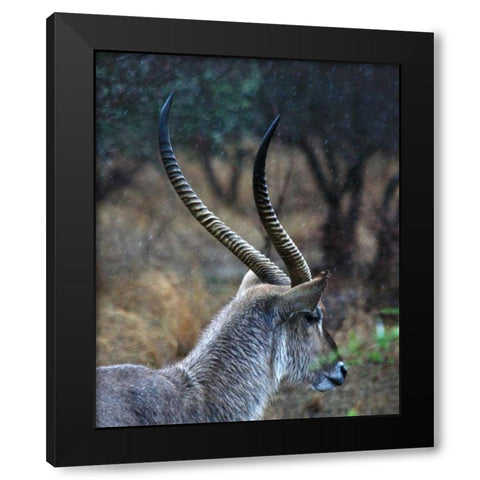 Waterbuck II Black Modern Wood Framed Art Print by Underdahl, Dana