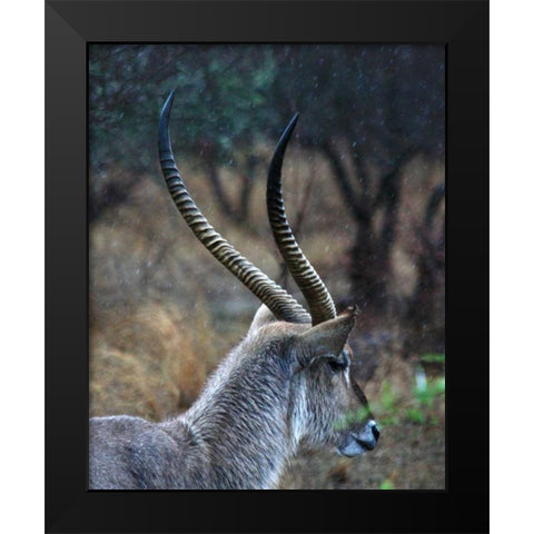 Waterbuck II Black Modern Wood Framed Art Print by Underdahl, Dana