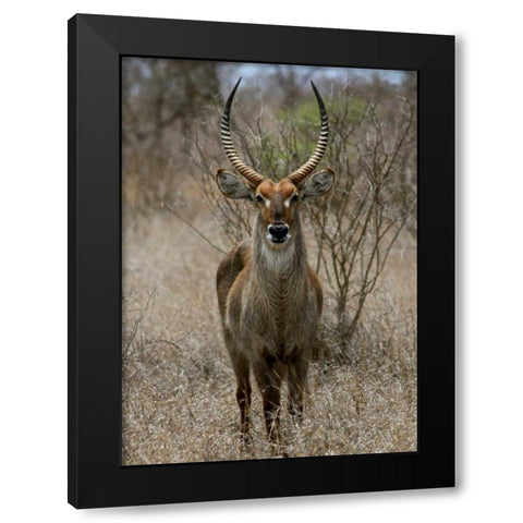 Safari Waterbuck II Black Modern Wood Framed Art Print by Underdahl, Dana