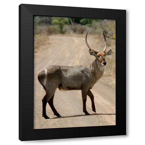 Safari Waterbuck III Black Modern Wood Framed Art Print by Underdahl, Dana