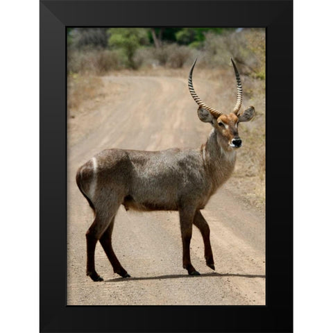 Safari Waterbuck III Black Modern Wood Framed Art Print by Underdahl, Dana