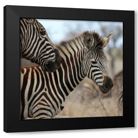 Zebra Baby I Black Modern Wood Framed Art Print by Underdahl, Dana