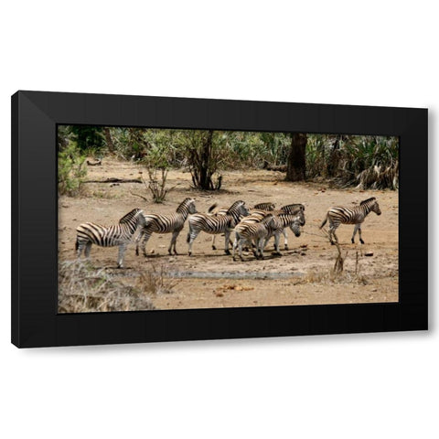 Safari Zebras Group I Black Modern Wood Framed Art Print by Underdahl, Dana