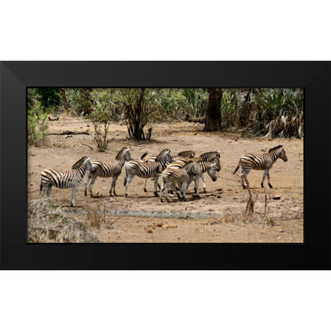 Safari Zebras Group I Black Modern Wood Framed Art Print by Underdahl, Dana