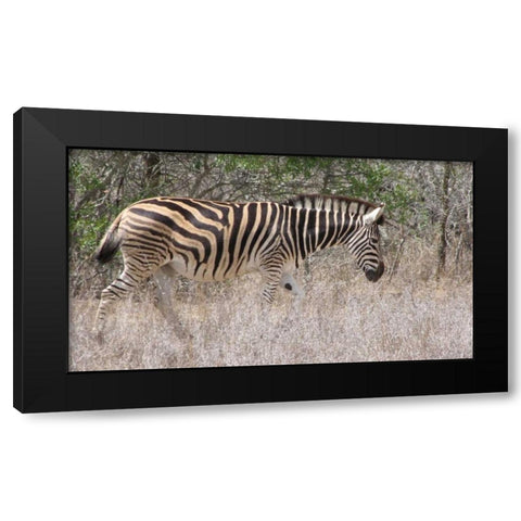 Safari Zebra III Black Modern Wood Framed Art Print by Underdahl, Dana