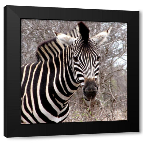 Safari Zebra IV Black Modern Wood Framed Art Print by Underdahl, Dana