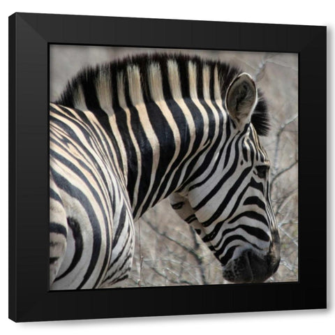 Sarari Zebra VI Black Modern Wood Framed Art Print with Double Matting by Underdahl, Dana