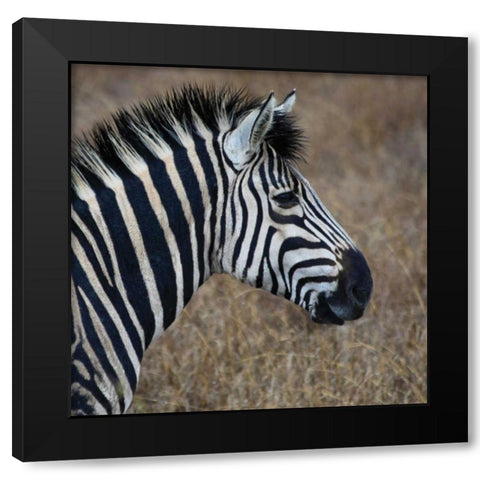 Sarari Zebra VII Black Modern Wood Framed Art Print with Double Matting by Underdahl, Dana