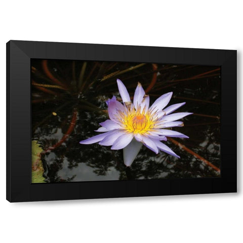 Violet Water Lily II Black Modern Wood Framed Art Print by Underdahl, Dana