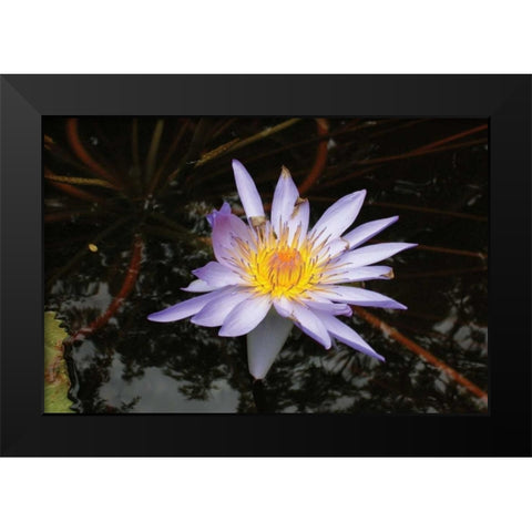 Violet Water Lily II Black Modern Wood Framed Art Print by Underdahl, Dana