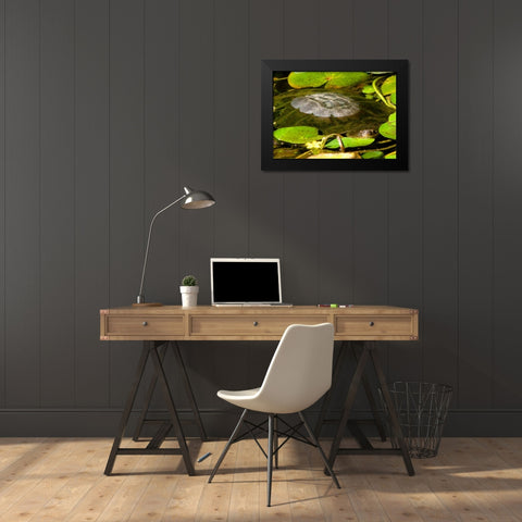 Water Lily Turtle Black Modern Wood Framed Art Print by Underdahl, Dana