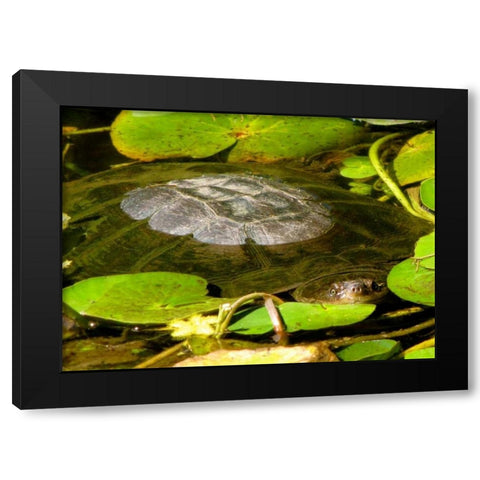 Water Lily Turtle Black Modern Wood Framed Art Print by Underdahl, Dana