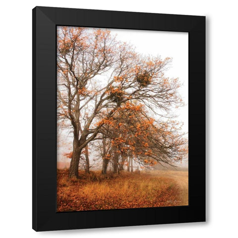 Autumn Lane Black Modern Wood Framed Art Print with Double Matting by Geyman, Vitaly