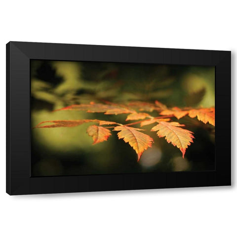 Autumn Fire Leaves II Black Modern Wood Framed Art Print by Geyman, Vitaly