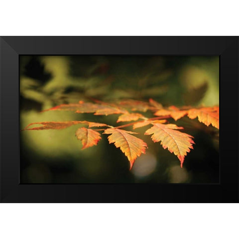 Autumn Fire Leaves II Black Modern Wood Framed Art Print by Geyman, Vitaly