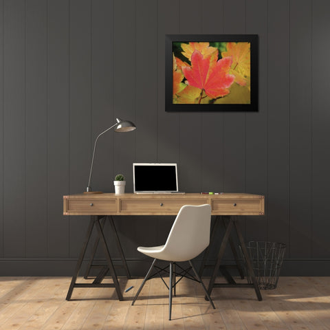 Maple Leaves Perfection II Black Modern Wood Framed Art Print by Geyman, Vitaly