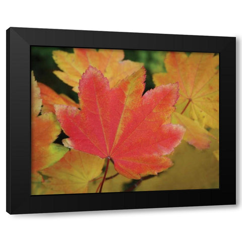 Maple Leaves Perfection II Black Modern Wood Framed Art Print with Double Matting by Geyman, Vitaly