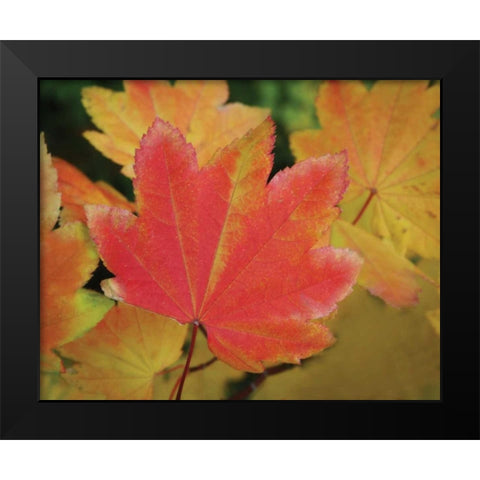 Maple Leaves Perfection II Black Modern Wood Framed Art Print by Geyman, Vitaly