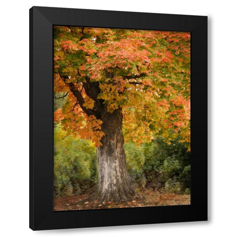 Fall Maple Fever I Black Modern Wood Framed Art Print by Geyman, Vitaly