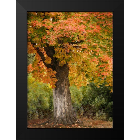 Fall Maple Fever I Black Modern Wood Framed Art Print by Geyman, Vitaly