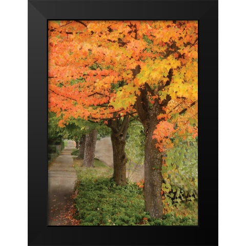 Fall Maple Fever II Black Modern Wood Framed Art Print by Geyman, Vitaly