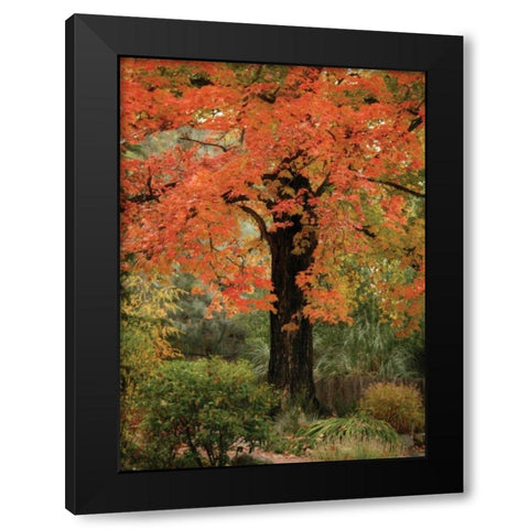 Fall Maple Fever III Black Modern Wood Framed Art Print by Geyman, Vitaly