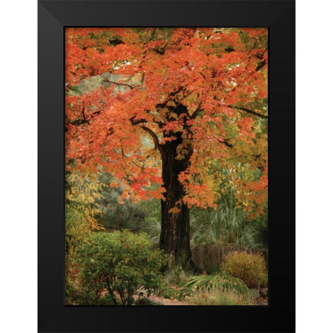 Fall Maple Fever III Black Modern Wood Framed Art Print by Geyman, Vitaly
