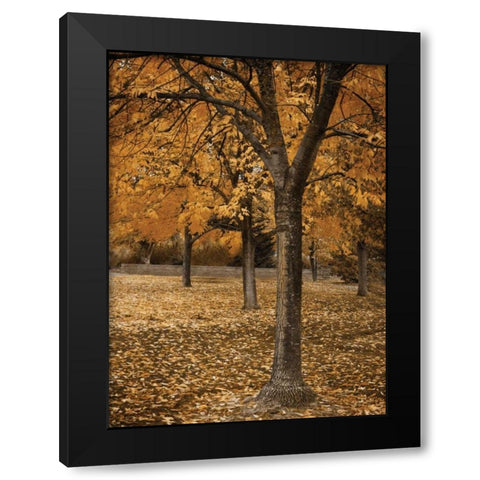 Fall Tree Grove I Black Modern Wood Framed Art Print by Geyman, Vitaly