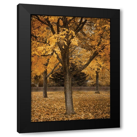 Fall Tree Grove II Black Modern Wood Framed Art Print by Geyman, Vitaly