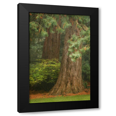 Ancient Forest I Black Modern Wood Framed Art Print with Double Matting by Geyman, Vitaly